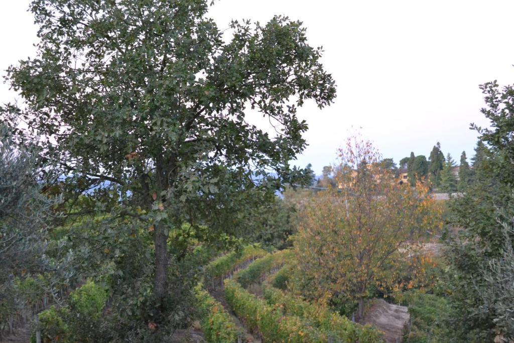 Agriturismo Costa Dei Platani 아키테르메 외부 사진