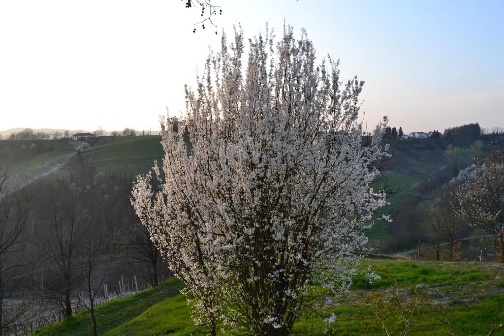 Agriturismo Costa Dei Platani 아키테르메 외부 사진